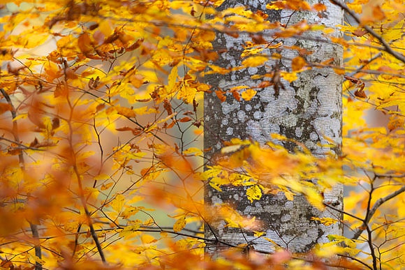 New Images > Autumn in Italy The colors of the foliage in the Simephoto images
