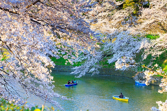 New Images > Hanami The Japanese tradition that celebrates the beauty of cherry blossoms